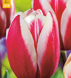Tulipán Triumph 'Guus Papendrecht' - Tulipa Triumph 'Guus Papendrecht'