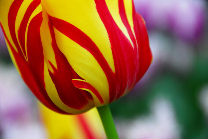 Tulipán Triumph 'Helmar' - Tulipa Triumph 'Helmar'