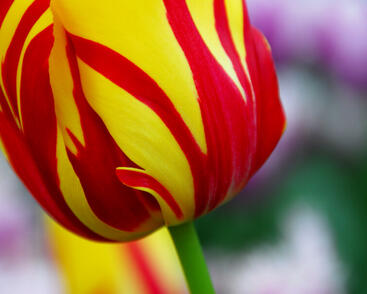 Tulipán Triumph 'Helmar'