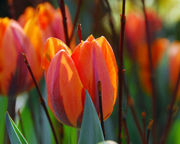 Tulipán Triumph 'Hermitage'