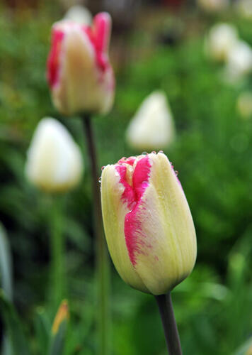 Tulipán Triumph 'Mata Hari' - Tulipa Triumph 'Mata Hari'