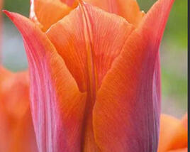 Tulipán Triumph 'Request'