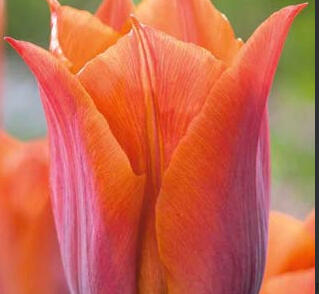 Tulipán Triumph 'Request'