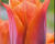 Tulipán Triumph 'Request'