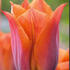 tulipan-triumph-request.jpg