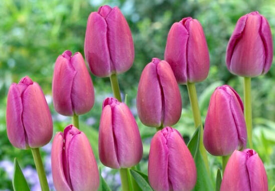 Tulipán Darwin hybrid 'Purple Pride' - Tulipa Darwin hybrid 'Purple Pride'