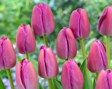 Tulipán Darwin hybrid 'Purple Pride'