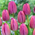tulipan-darwin-hybrid-purple-pride.jpg