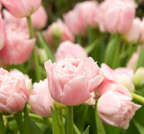 Tulipán plnokvětý pozdní 'Finola' - Tulipa Double Late 'Finola'