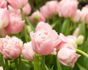 Tulipán plnokvětý pozdní 'Finola'