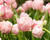 Tulipán plnokvětý pozdní 'Finola'