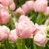 tulipan-plnokvety-pozdni-finola.jpg