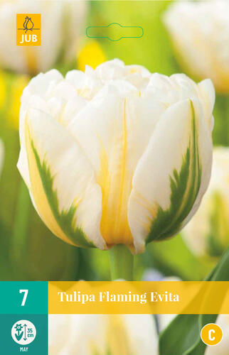 Tulipán plnokvětý pozdní 'Flaming Evita' - Tulipa Double Late 'Flaming Evita'