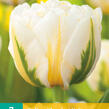 Tulipán plnokvětý pozdní 'Flaming Evita' - Tulipa Double Late 'Flaming Evita'