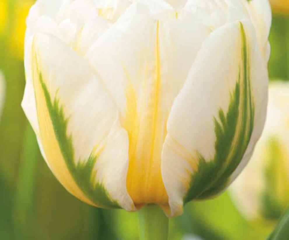 Tulipán plnokvětý pozdní 'Flaming Evita' - Tulipa Double Late 'Flaming Evita'