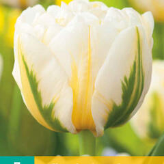 Tulipán plnokvětý pozdní 'Flaming Evita' - Tulipa Double Late 'Flaming Evita'