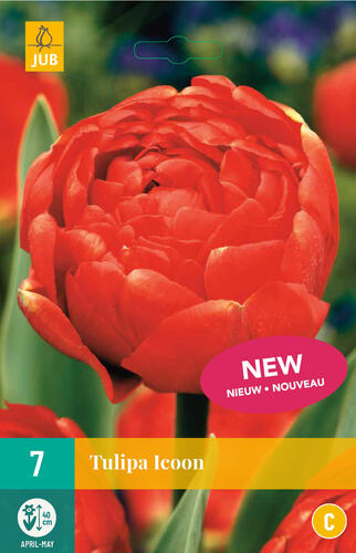 Tulipán plnokvětý pozdní 'Icoon' - Tulipa Double Late 'Icoon'