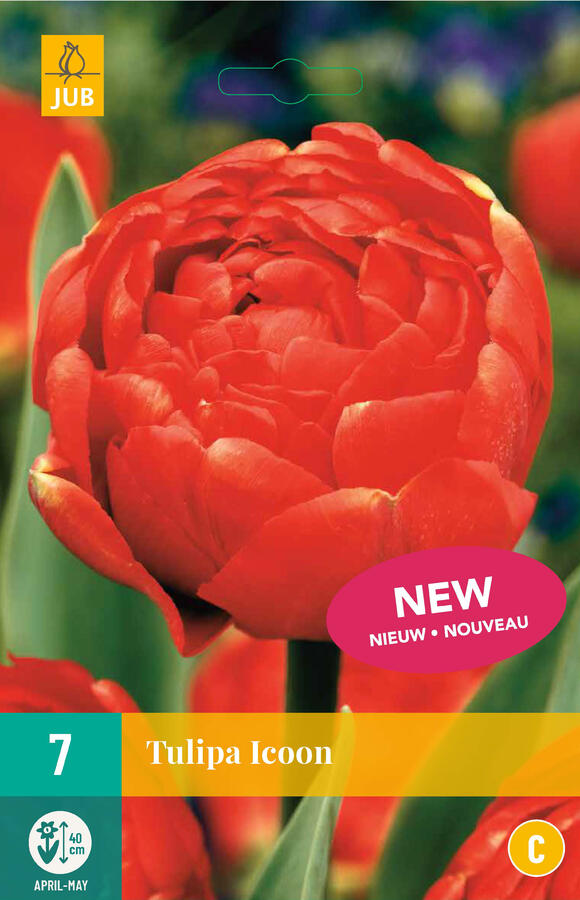 Tulipán plnokvětý pozdní 'Icoon' - Tulipa Double Late 'Icoon'