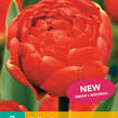 Tulipán plnokvětý pozdní 'Icoon' - Tulipa Double Late 'Icoon'