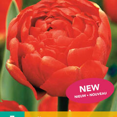Tulipán plnokvětý pozdní 'Icoon' - Tulipa Double Late 'Icoon'
