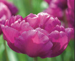 Tulipán plnokvětý pozdní 'Mariola' - Tulipa Double Late 'Mariola'
