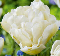Tulipán plnokvětý pozdní 'Northcap' - Tulipa Double Late 'Northcap'