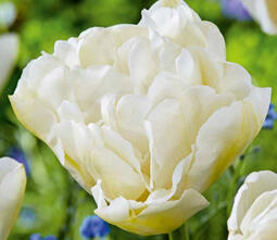 Tulipán plnokvětý pozdní 'Northcap' - Tulipa Double Late 'Northcap'