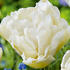 tulipan-plnokvety-pozdni-northcap.jpg