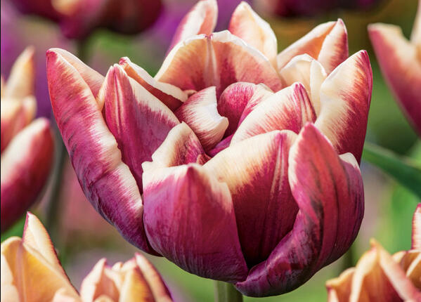 Tulipán plnokvětý pozdní 'Wyndham' - Tulipa Double Late 'Wyndham'