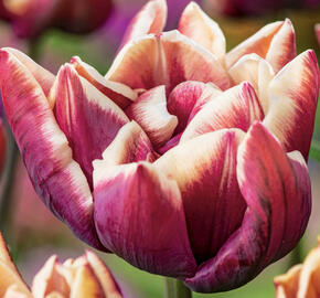 Tulipán plnokvětý pozdní 'Wyndham' - Tulipa Double Late 'Wyndham'