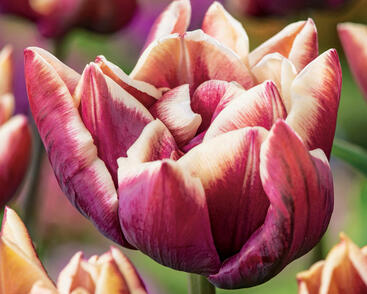 Tulipán plnokvětý pozdní 'Wyndham'