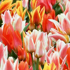 Tulipán Greigův 'Fun Colours' - Tulipa Greigii 'Fun Colours'