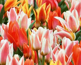 Tulipán Greigův 'Fun Colours'