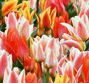 Tulipán Greigův 'Fun Colours' - Tulipa Greigii 'Fun Colours'