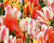 Tulipán Greigův 'Fun Colours'