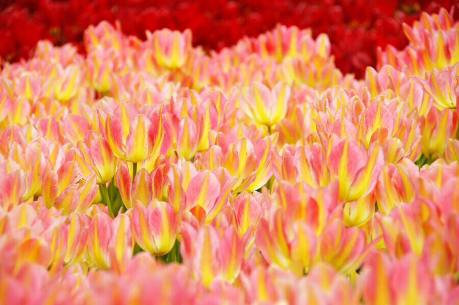 Tulipán mnohokvětý 'Antoinette' - Tulipa Bouquet 'Antoinette'