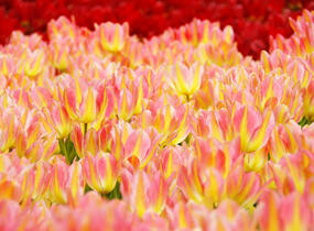Tulipán mnohokvětý 'Antoinette' - Tulipa Bouquet 'Antoinette'