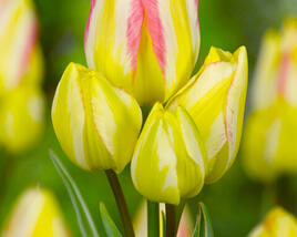 Tulipán mnohokvětý 'Antoinette'