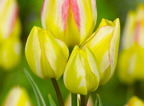 Tulipán mnohokvětý 'Antoinette' - Tulipa Bouquet 'Antoinette'