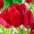 Tulipán mnohokvětý 'Fiery Club' - Tulipa Bouquet 'Fiery Club'