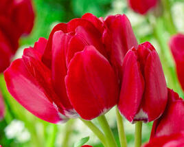 Tulipán mnohokvětý 'Fiery Club'