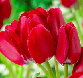 Tulipán mnohokvětý 'Fiery Club' - Tulipa Bouquet 'Fiery Club'