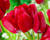 Tulipán mnohokvětý 'Fiery Club'