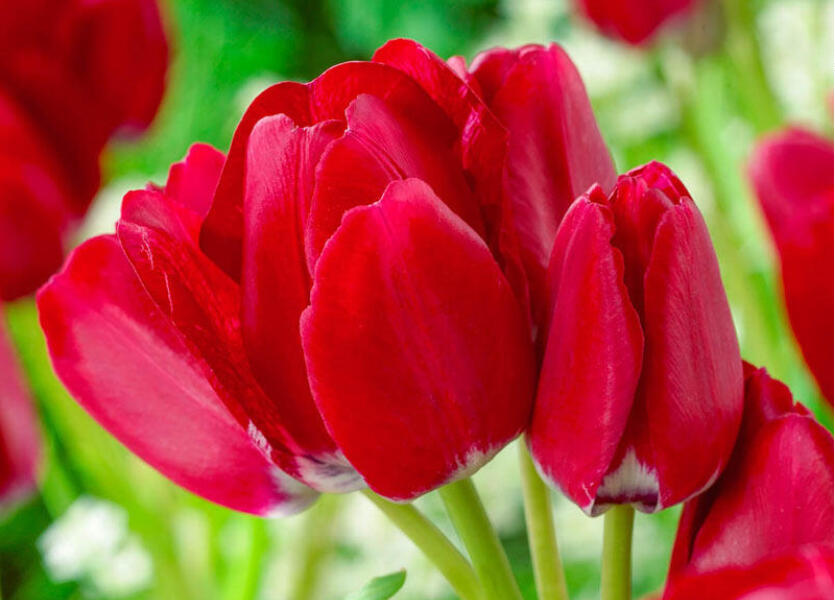 Tulipán mnohokvětý 'Fiery Club' - Tulipa Bouquet 'Fiery Club'