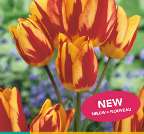 Tulipán mnohokvětý 'Wonder Club' - Tulipa Bouquet 'Wonder Club'