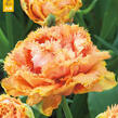 Tulipán třepenitý 'Brisbane' - Tulipa Fringed 'Brisbane'