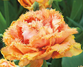 Tulipán třepenitý 'Brisbane'