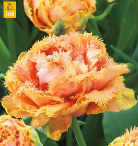 Tulipán třepenitý 'Brisbane'