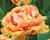Tulipán třepenitý 'Brisbane'