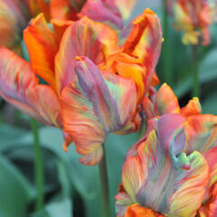 Tulipán papouškovitý 'Rasta Parrot' - Tulipa Parrot 'Rasta Parrot'